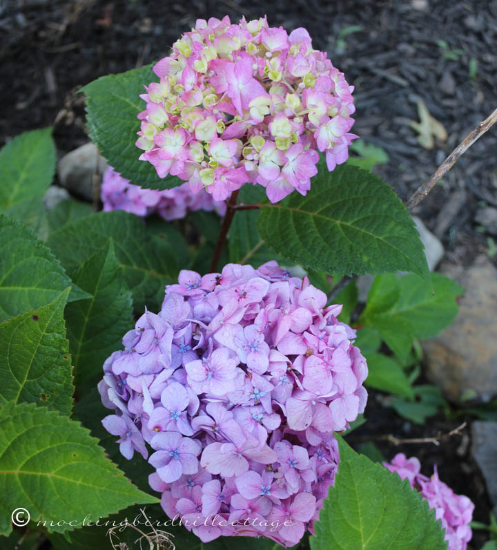 7-21 hydrangea