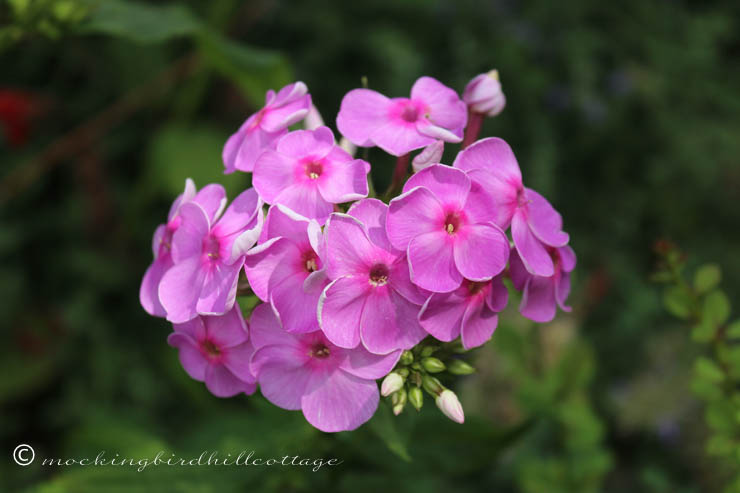 7-21 phlox