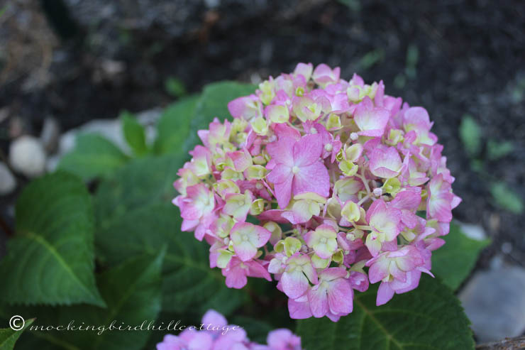 7-21 pinkishhydrangea