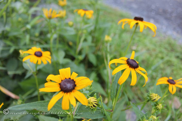 7-24 browneyedsusans