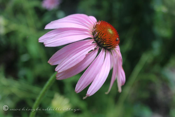 7-29 coneflower