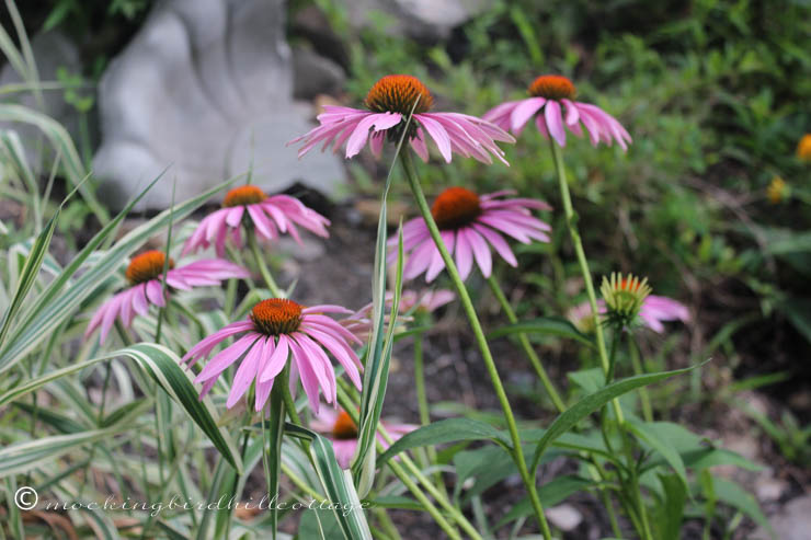 7-29 coneflowers