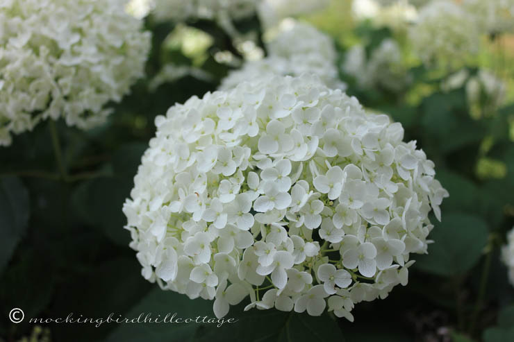 7-3 annabellehydrangea