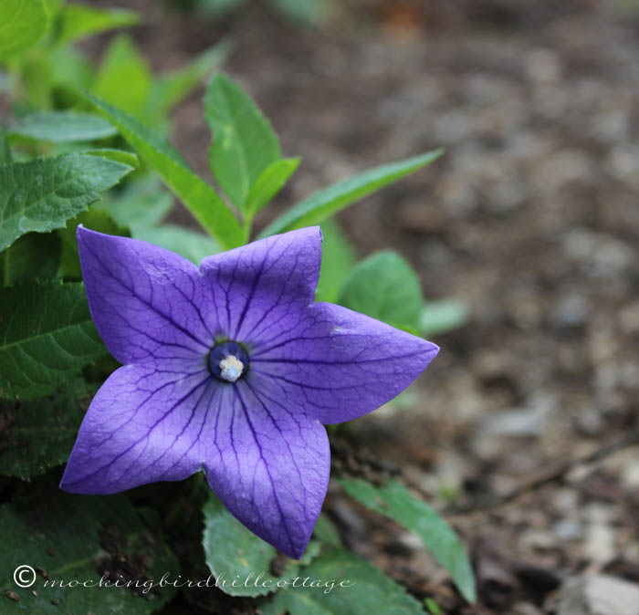 7-3 balloonflower