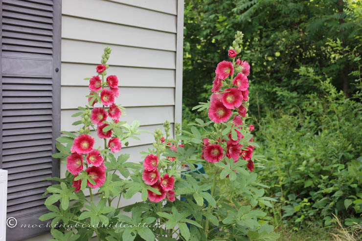 7-3 hollyhocks