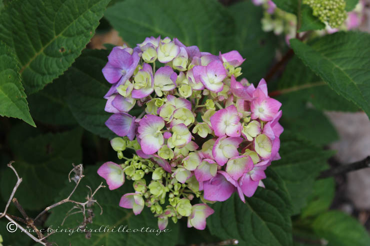 7-3 hydrangea