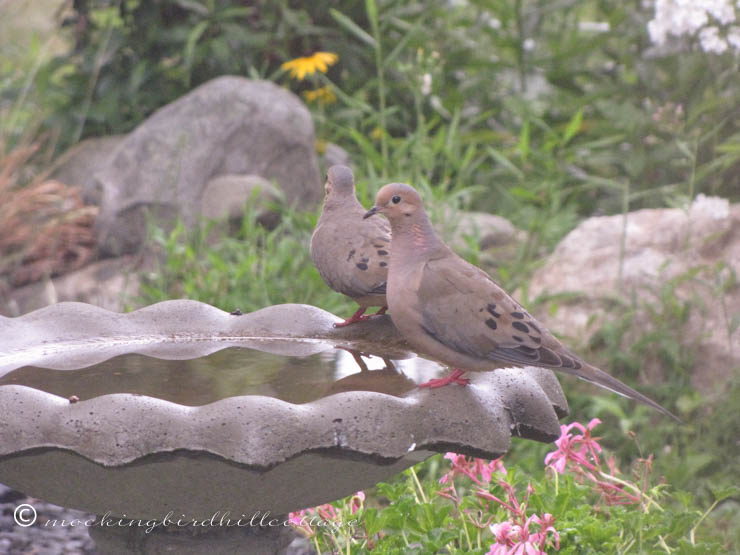 7-31 dovepairbirdbath