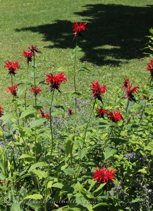 7-6 beebalm