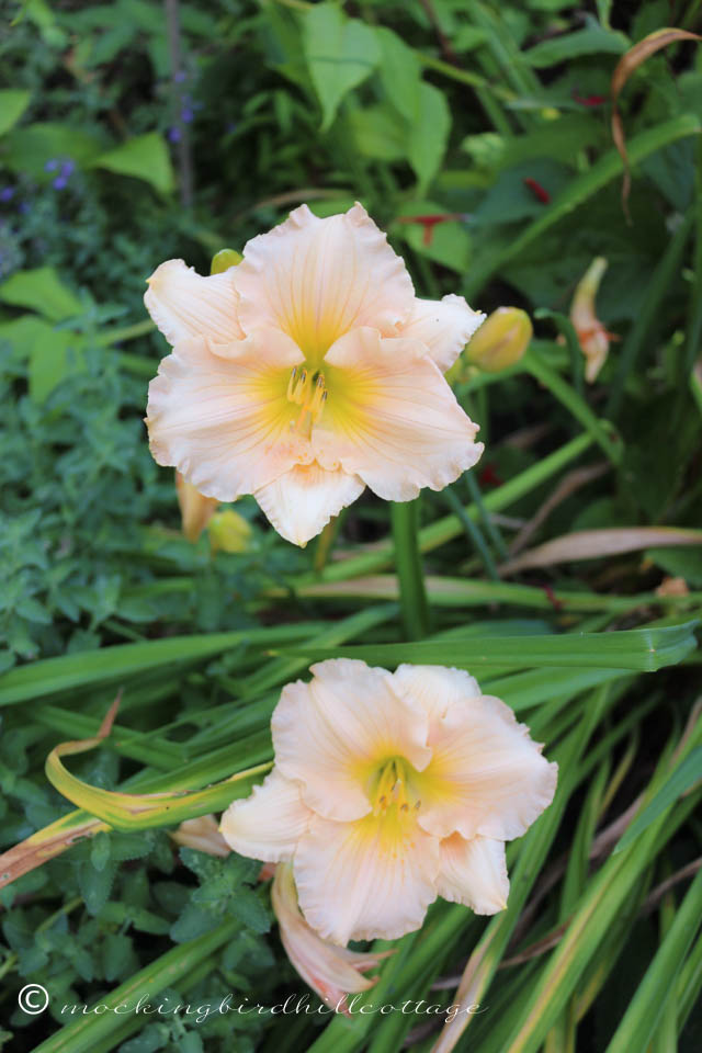 7-7 ruffledaylilies