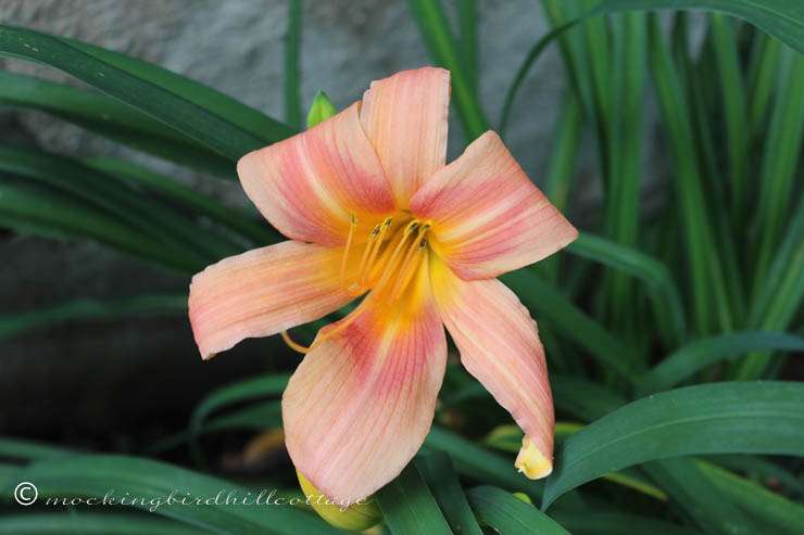 7-9 anotherdaylily