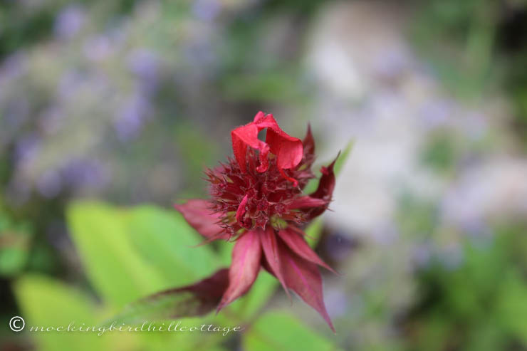 7-9 beebalm