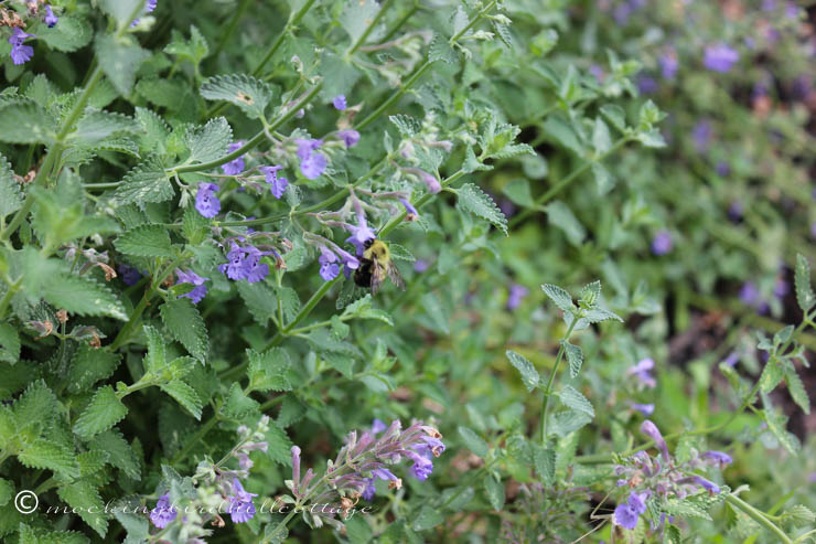 7-9 beeincatmint