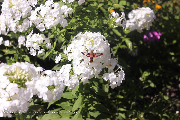 8-10 hummingbirdmoth