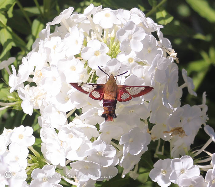 8-10 hummingbirdmothcloseup