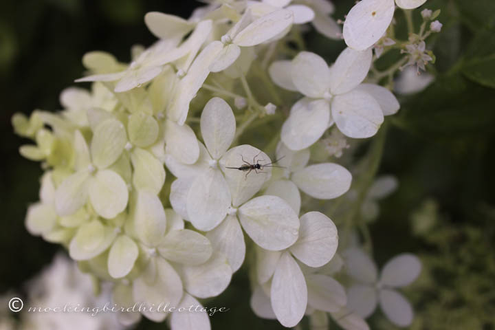 8-12 bugonhydrangea