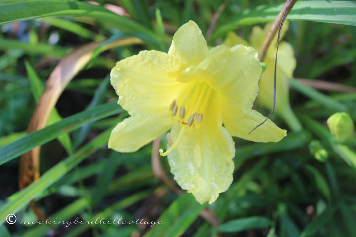 8-12 surprisedaylily