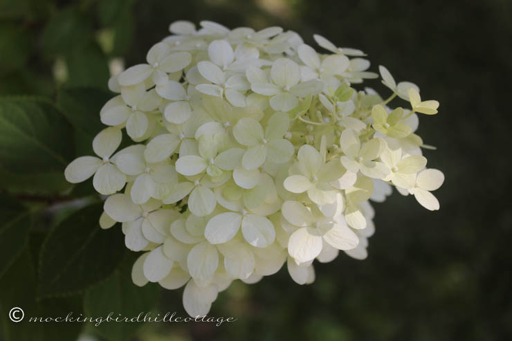 8-15 hydrangeaLifesDHA