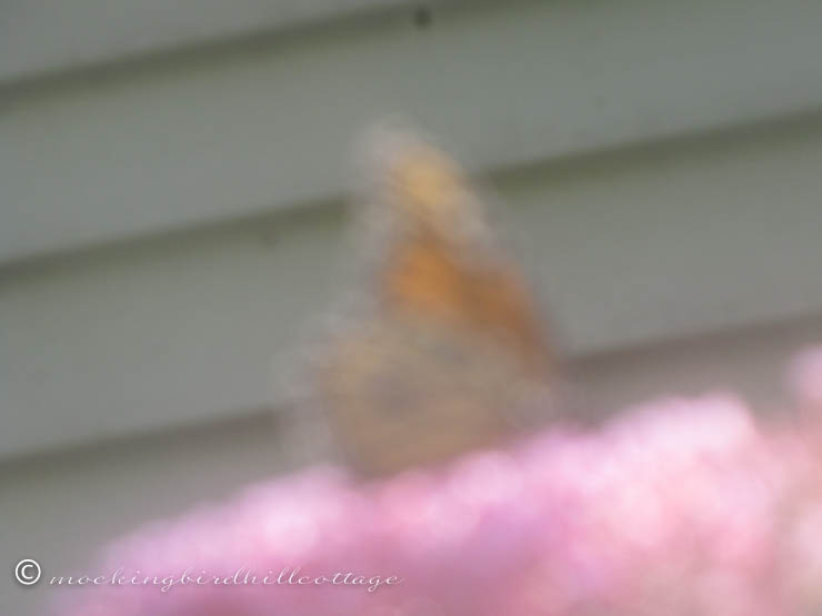 8-17 blurrymonarchbutterfly