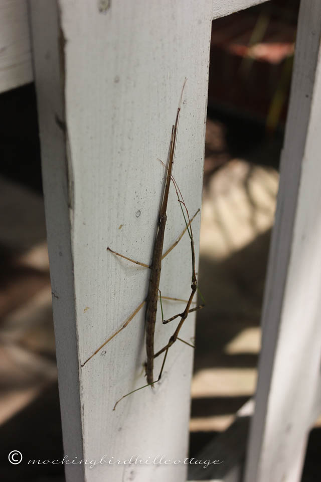 8-20 stickbugsmating