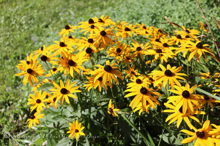 8-25 rudbeckia