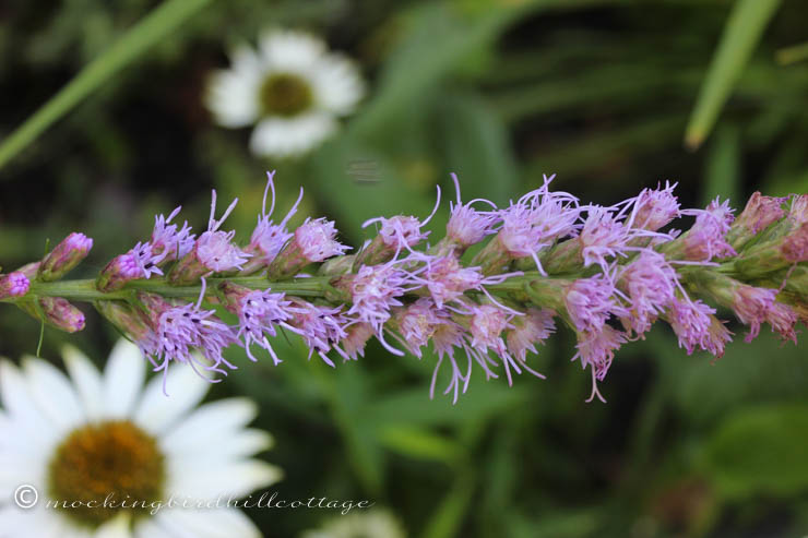 8-5 purpleliatris