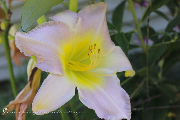 8-6 daylily