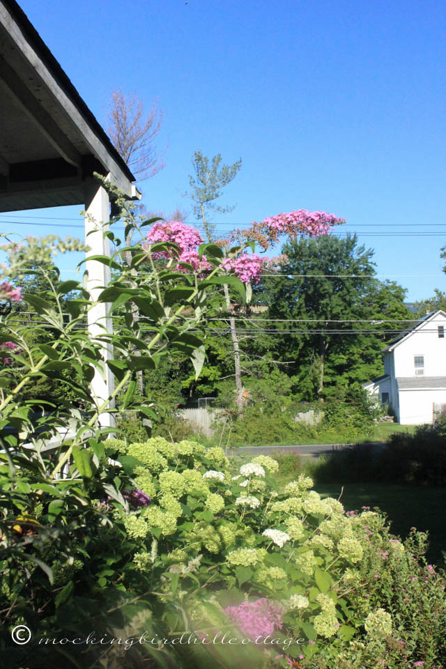 8-7 butterflybushandhydrangea