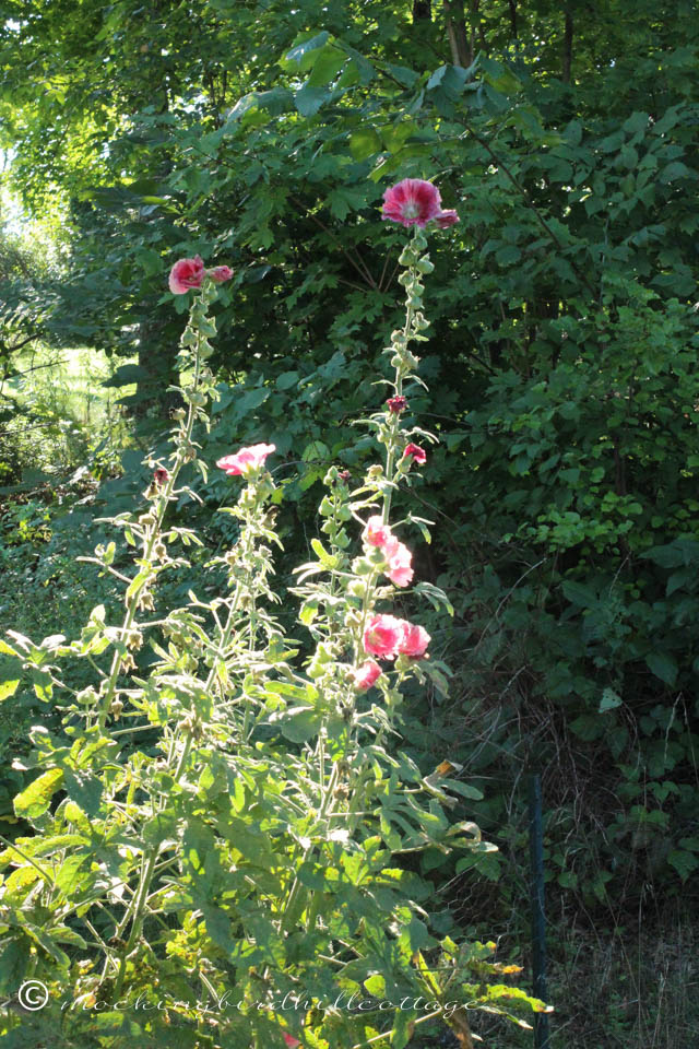 8-7 hollyhocks