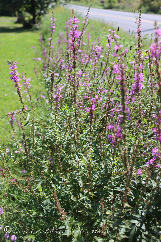 9-2 loosestrife2