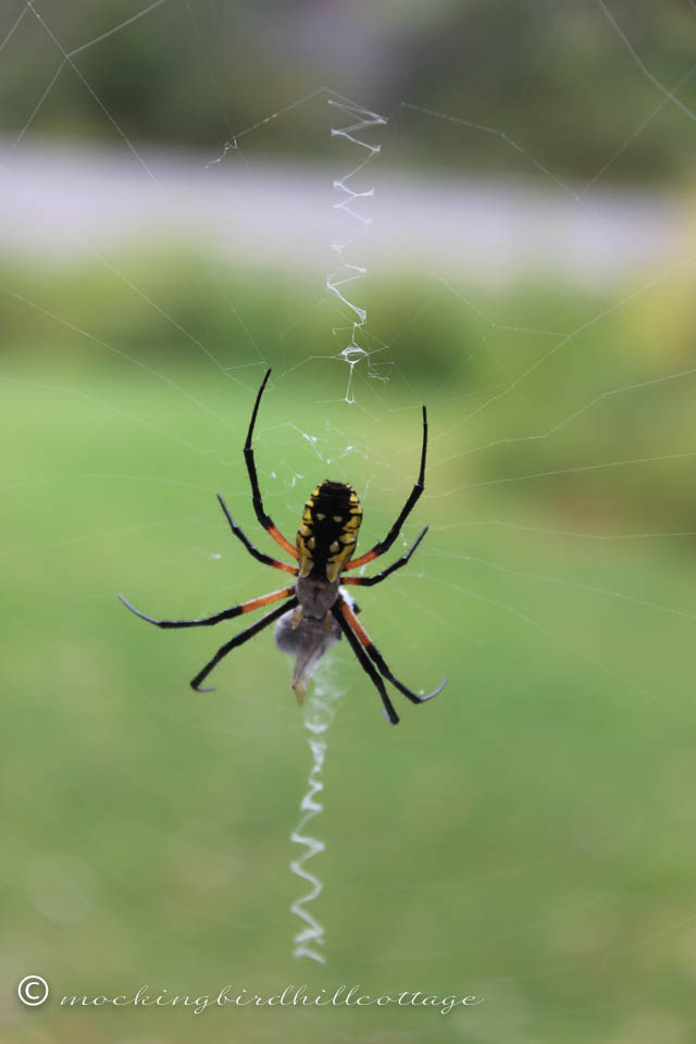 9-20-spider1