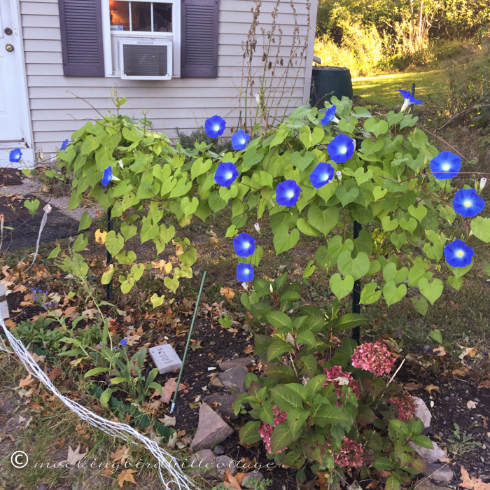 9-22-earlymorningglories