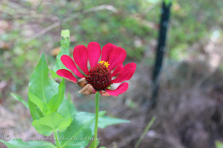 9-23-agingzinnia2