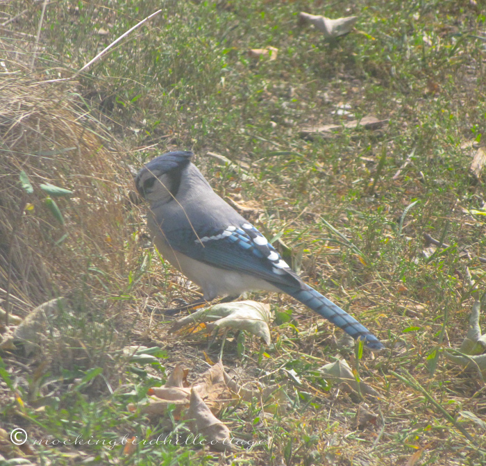 9-24-bluejay