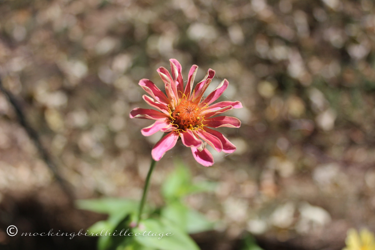 9-27-newzinnia2