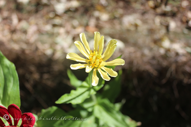 9-27-newzinnia3