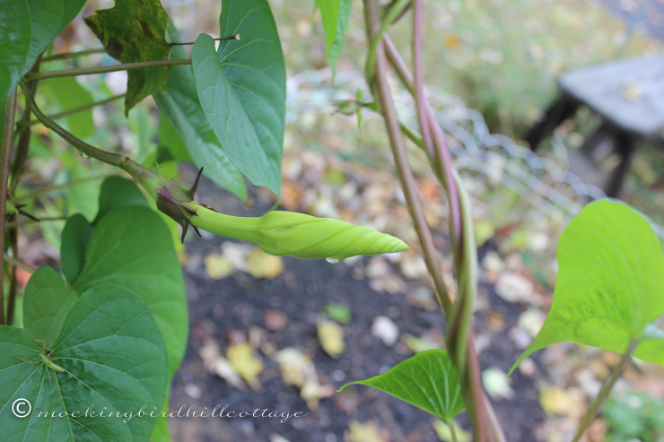 9-28-moonflower-bud1