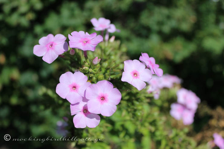 9-7 purplephlox