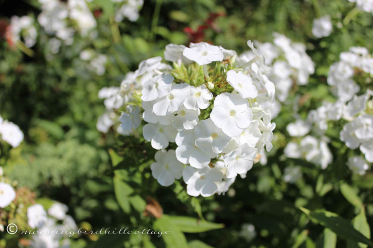 9-7 whitephlox