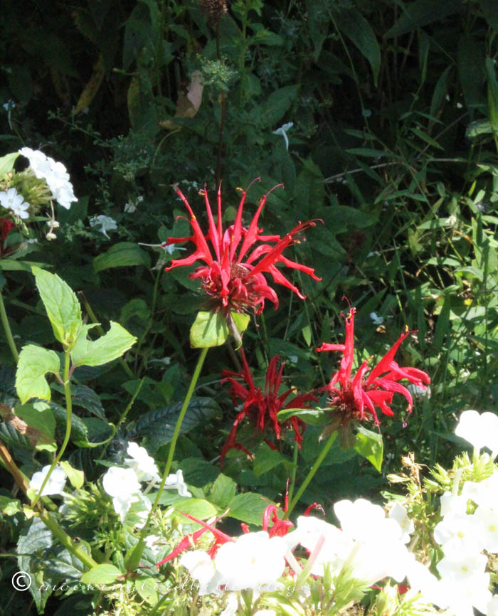 9-8-beebalm