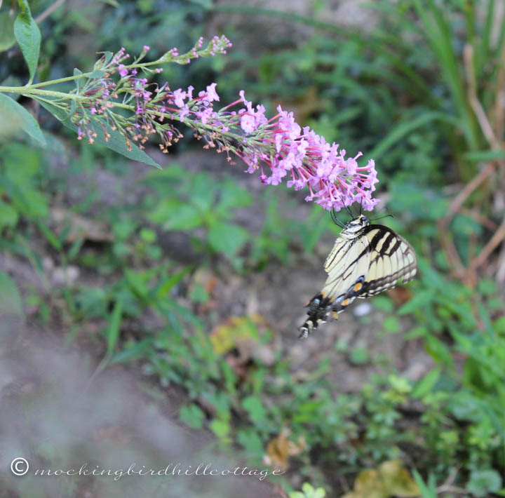 9-8-easternswallowtail