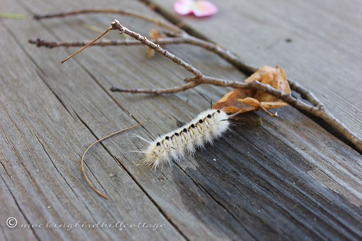 10-11-white-caterpillar