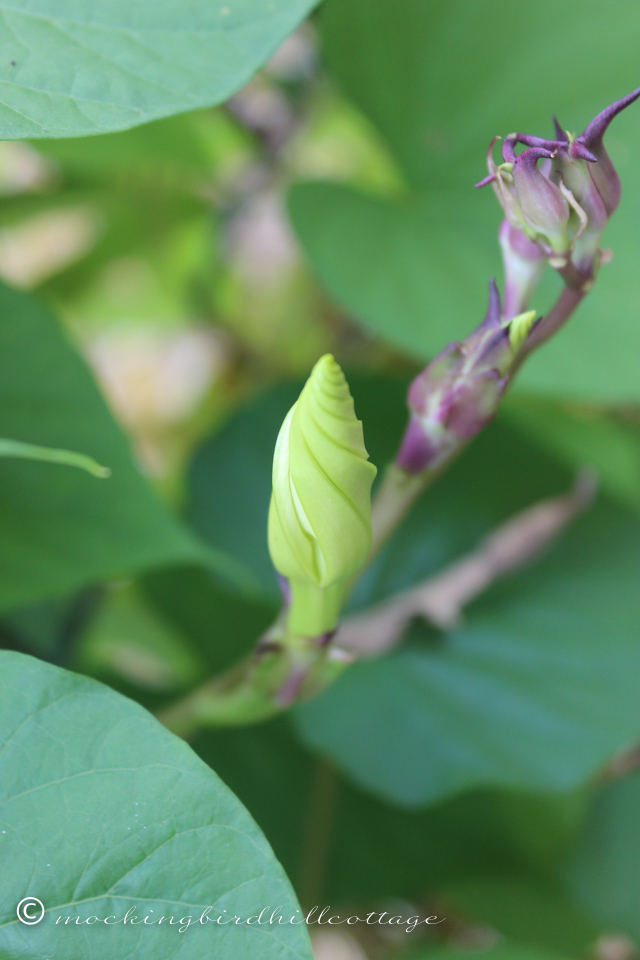 10-2-moonflowerbuds