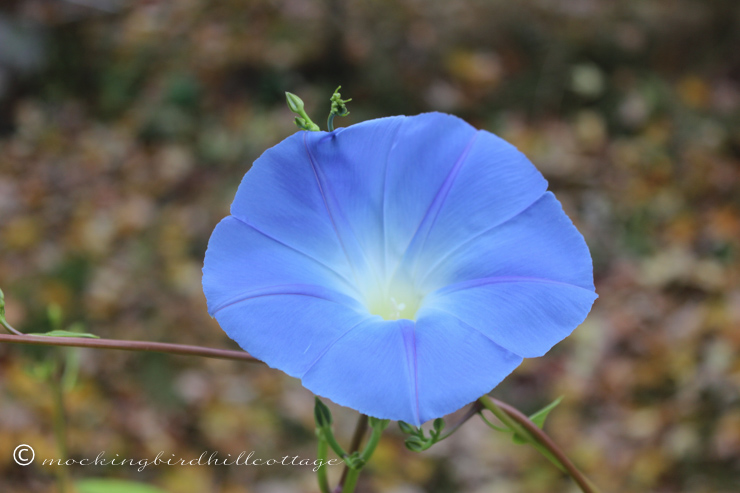 10-2-morningglory