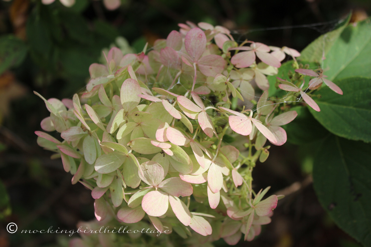 10-5-hydrangea