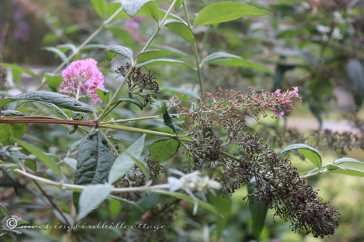 10-8-fadingbuddelia