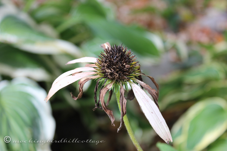 10-8-fadingconeflower