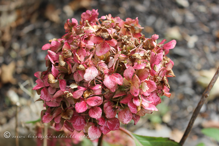 10-8-fadinghydrangea