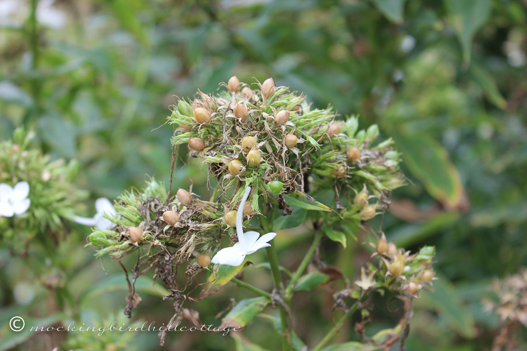 10-8-fadingphlox2