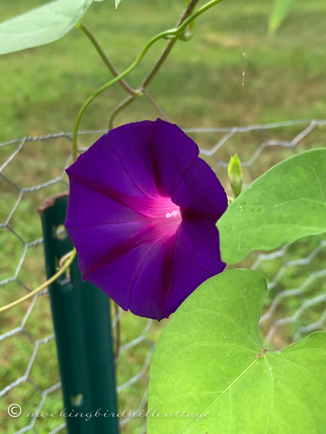 Morning Glories and A Dollhouse Question